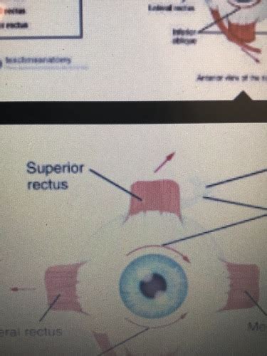 Extraocular Muscle Flashcards Quizlet