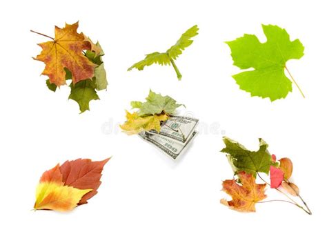 Set Leaves Stock Image Image Of Money Decoration Bright 2178843