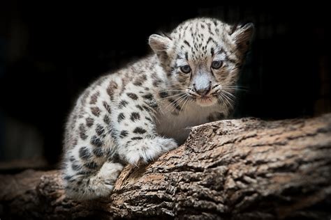 Cleveland Metropark Zoos New Baby Snow Leopard Photos Cleveland