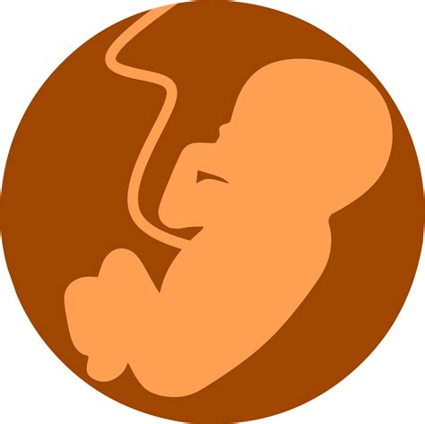 Feto Embrião Anatomia Gráfico Vetorial Grátis No Pixabay Pixabay