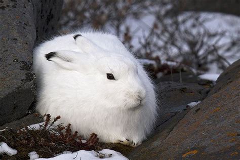 Arctic Hare Animal Facts For Kids Characteristics And Pictures