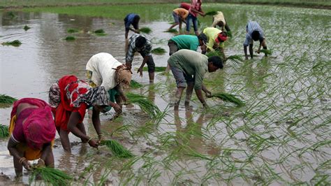 Rice Dwarfing Virus From China Threatens Indian Yields