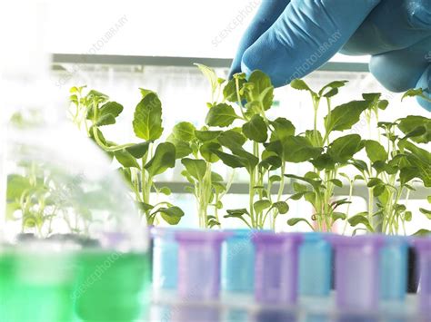 Plant Research Stock Image F0118834 Science Photo Library