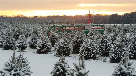 Trees In Snow Exleys Christmas Tree Farms