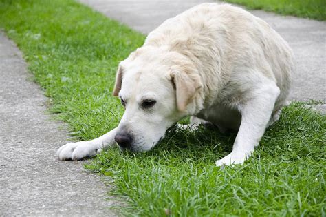 Your Dog Is Throwing Up Clear Liquid The Symptoms And Treatment We
