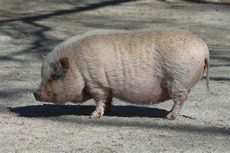 Vietnamese Pot Bellied Pig Southwicks Zoo