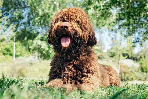 Spanish Water Dog Breed Information And Characteristics Daily Paws