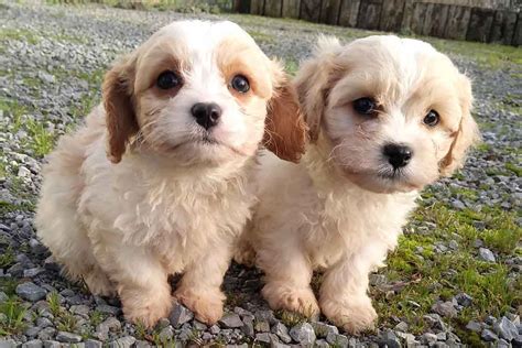 Cavachon Dog Breed Information And Facts Pictures Pets Feed