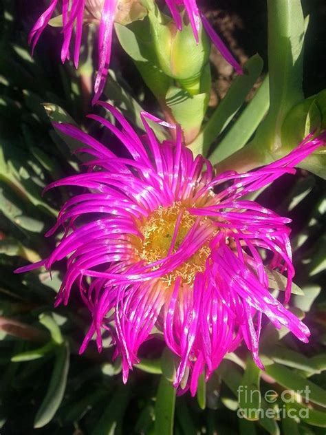 Pink Ice Plant Photograph By Kelly R Stewart Fine Art America