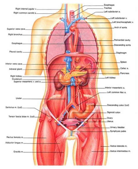 It can help you understand our world more detailed and specific. consists various organ systems each which comprises ...