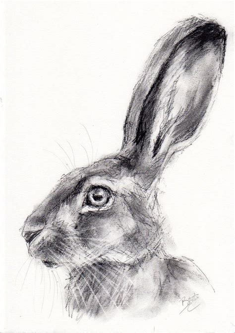 Original A4 Wildlife Charcoal Sketch Of A Hare Animal Drawing By