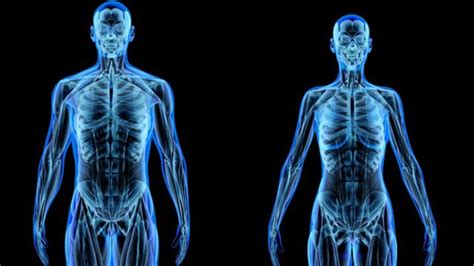 Anatomia Del Cuerpo Humano Hombre Y Mujer Charma