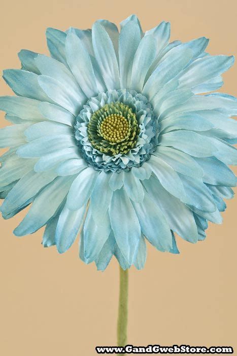 29 Gerbera Daisy Turquoise Gerbera Daisy Gerbera Blue Flowers