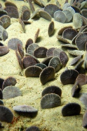 Pin By Deborah Colton On Shells Beautiful Sea Creatures