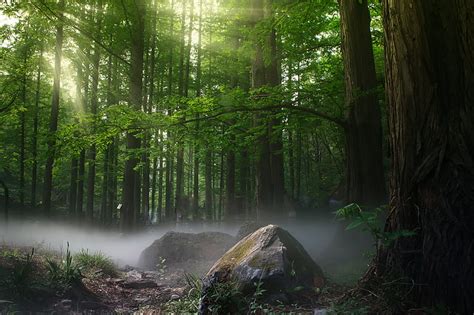 Hd Wallpaper Forest Sunbeam Nature Trees Hd 4k 5k Plant Land