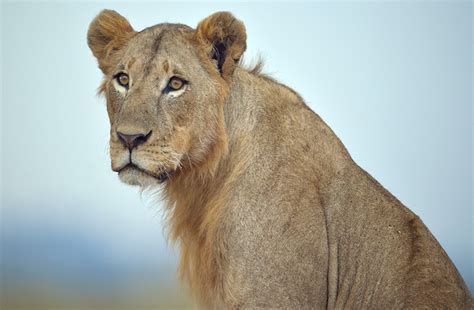 These animals are likely to be extinct in the next 15 to african elephants image courtesy of lkdesk.com. African Lions Gain Protection Under the Endangered Species ...