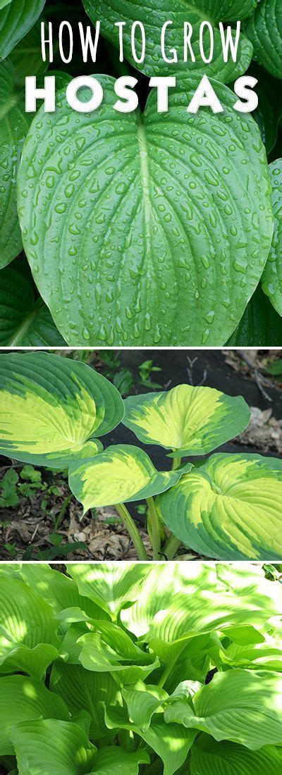 How To Grow And Care For Hosta Plants The Garden Glove Hosta Plants