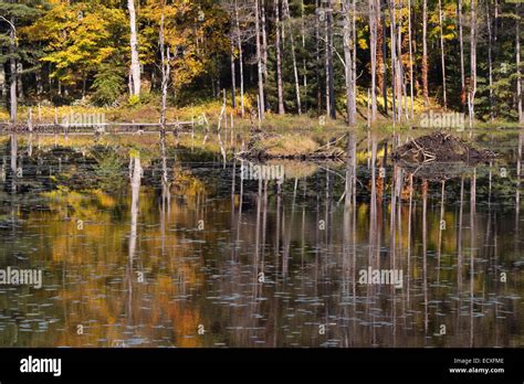 Fall Foliage At Gate 43 Quabbin Reservoir Hardwick Massachusetts