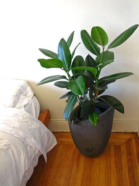 Rubber Plant Ficus Elastica Complete Care And Growing Guide