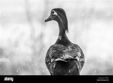 Black And White Mallard Black And White Stock Photos And Images Alamy