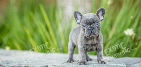 Generally, the first year of dog ownership is more expensive than the rest of the expenses of the oncoming years. Exotic French Bulldogs - Exotic French Bulldogs, French ...