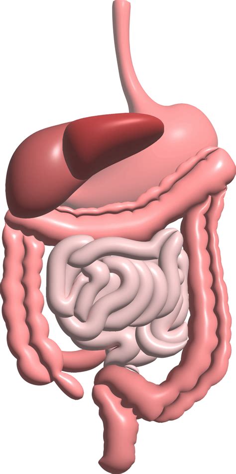 Digestive System Png Free Png Images