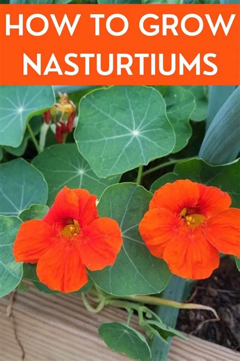 How To Grow Nasturtiums A Guide To Planting Growing And Harvesting