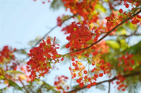 Royal Poinciana Plant Care And Growing Guide
