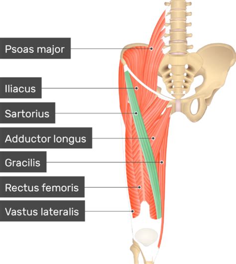 Iliacus Muscle Origin And Insertion