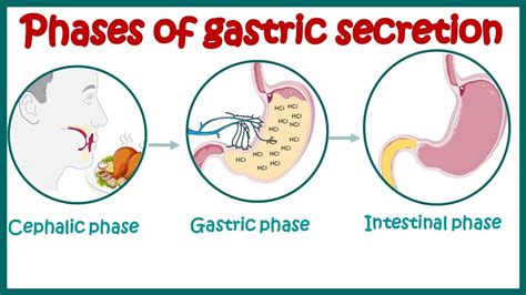 Phases Of Gastric Secretion Three Phases Cephalic Gastric And