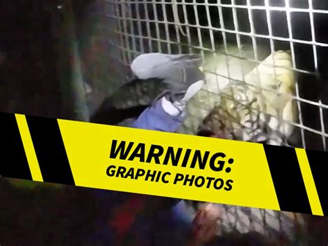 Horrifying Video Of Tiger Killed By Cops After Grabbing Custodian By Arm