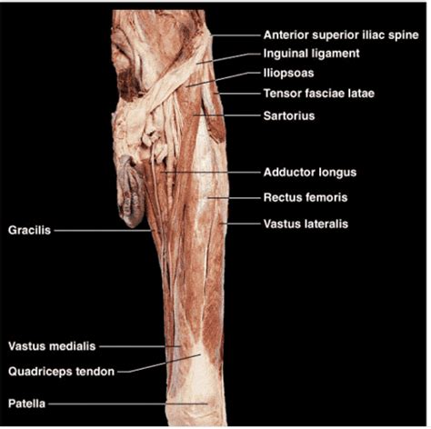 We did not find results for: Front Leg Musclevtendon - Flashcards - Anatomy9 - Muscular System - LOWER LIMB ... / The two ...