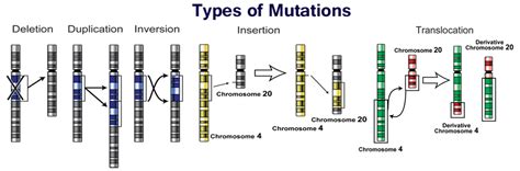 Different Types Of Dna Mutations Gene Vs Chromosomal Their Causes