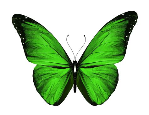 Thelimited Emeraldgreen Greenbutterfly Amazing Greens Green
