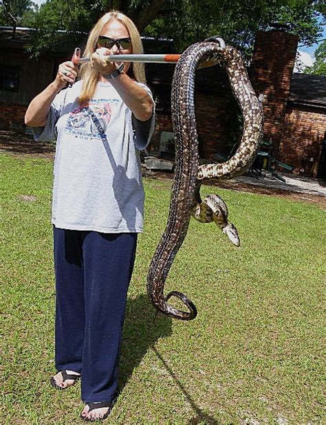 Though they can easily grow bigger than that. Patti Sandow with a very large Gray Rat Snake | Photo by ...