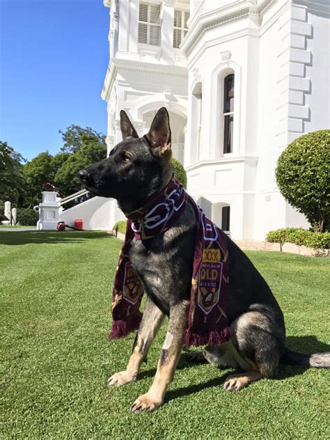 Police Dog Fired For Being Too Friendly Finds The Perfect New Job