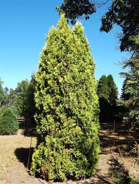 Thuja Occidentalis Douglasii Aurea Douglas Golden American