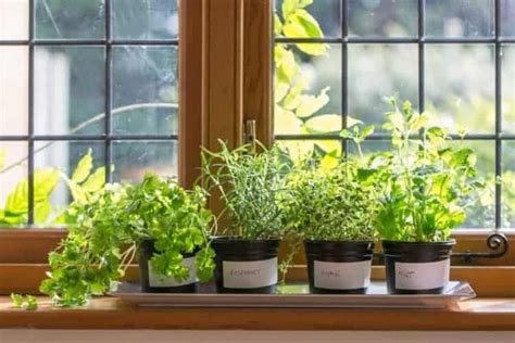 Growing Your Own Windowsill Herb Garden For Year Round Herbs Earth