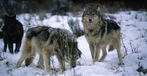 Wolves don't terrorize towns, or kidnap innocents, or brutalize women! It May Be Too Late for Isle Royale Wolves | Discovery Blog ...
