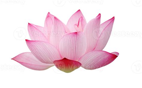 Lotus Flower Png Transparent Background 29712516 Png