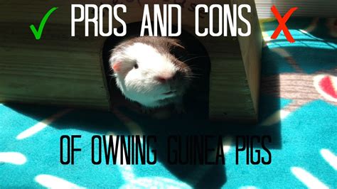 Pros And Cons Of Owning Guinea Pigs Youtube