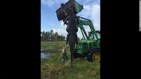 Unbelivable Monster 780 Pound Aligator Caught In Florida