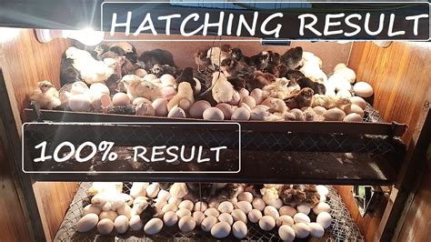Homemade Incubator Hatching Result 100 Incubator Full Result 😍😍😍😍 Youtube
