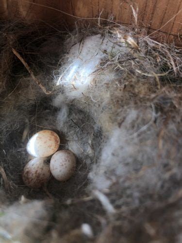 Nestwatch First Carolina Chickadee Eggs Of The 2020 Season Nestwatch