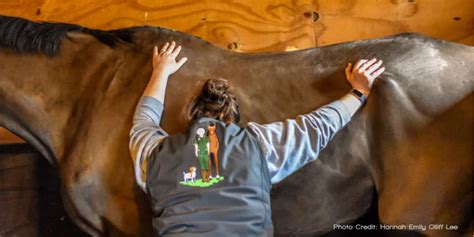 The Causes Of Equine Back Pain Onlinepethealth Equine
