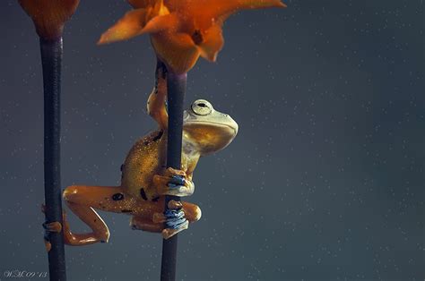 A Magical Miniature World Of Frogs Revealed In Wil Mijers Photography