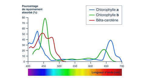 chlorophylle a et b spectre d absorption