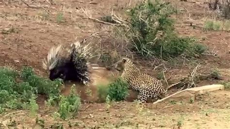 Watch A Porcupine Fight Off A Hungry Leopard