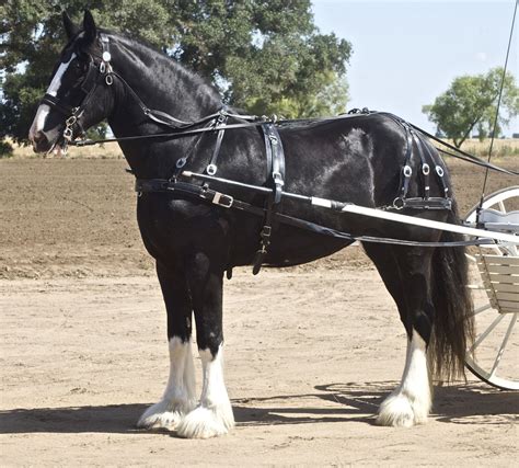 The Shire Traits And Characteristics Horse Illustrated Shire Horse