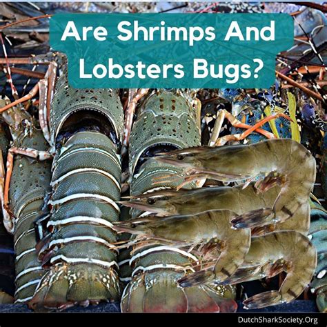 Are Shrimps And Lobsters Bugs Dutch Shark Society